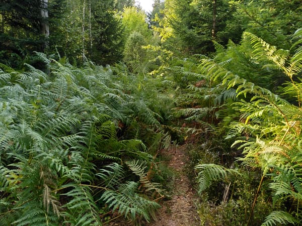 Albtal Abenteuer Track, Etappe 1: Rundwanderung von Bad Herrenalb