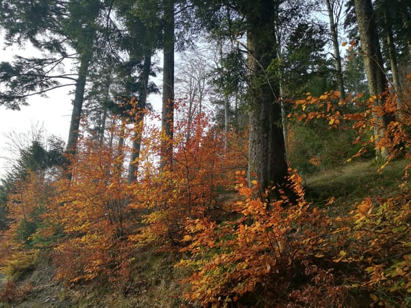 Wanderung im Nordschwarzwald: Ottenhöfen – Karlsruher Grat – Melkereikopf – Allerheiligen-Wasserfälle
