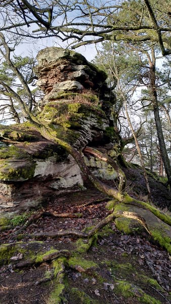 Wasgau-Felsenweg bei Vorderweidenthal und Oberschlettenbach im Pfälzer Wald